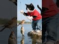 Tuxedo Cat And His Friend Are Happy Fishing Catlovers Funnycats Pets Youtubeshorts