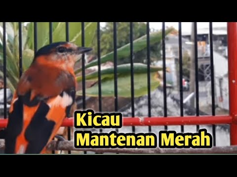 Pestrec karmínový (Pericrocotus miniatus) — spev a hlas v prírode