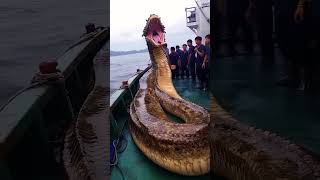 Download lagu Before & After Animals Growing Up - Amazing Animal Transformation #animals #transformation #hahahive mp3