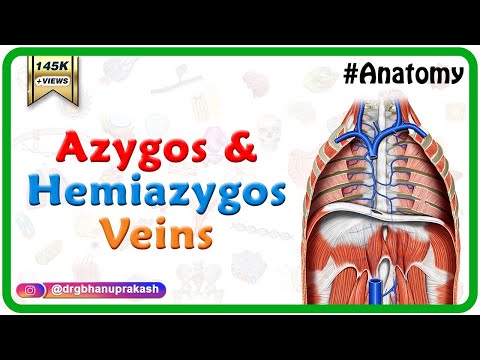 Azygos and Hemiazygos veins  - Gross anatomy of Abdomen and pelvis