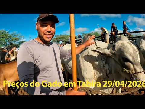 Preços do Gado em Tabira Pernambuco 29/04/2026 - Hoje estava LOTADA #agro #nordeste #tabira