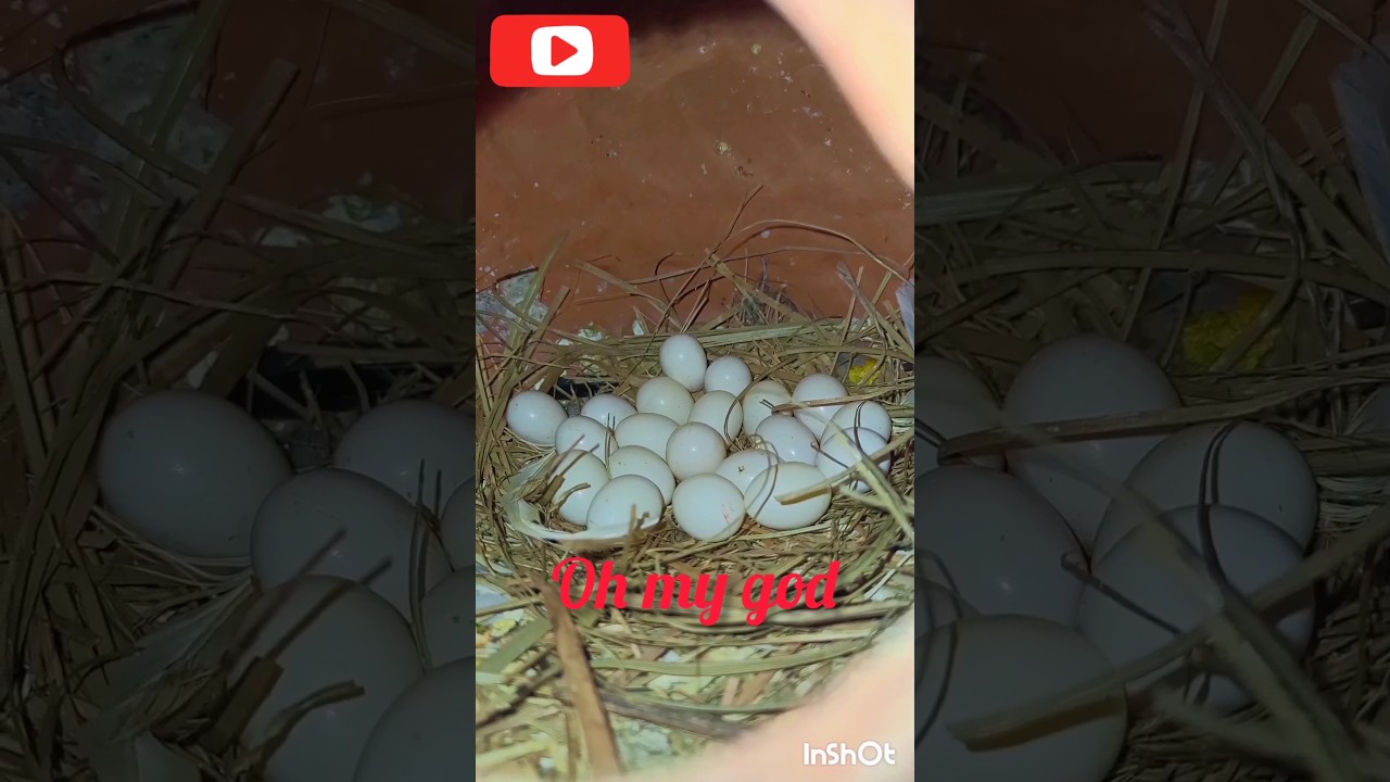 #wow🤩🤩#amazing_bird😍#java_sparrow#so_many_eggs#Indonesian_sparrow#bird_lover#shorts