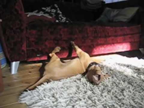 Quietschie +Vizsla Puppy-Dog Farina