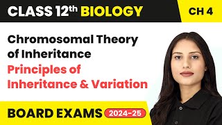 Chromosomal Theory of Inheritance - Principles of Inheritance and Variation | Class 12 Biology Ch 4