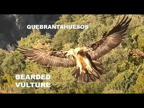 QUEBRANTAHUESOS | BEARDED VULTURE | Gypaetus barbatus