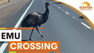Why did the Emu cross the road? | Sunrise