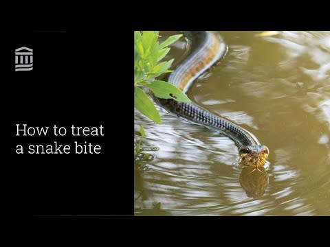 How To Treat A Snake Bite | In Case of Emergency | Mass General Brigham