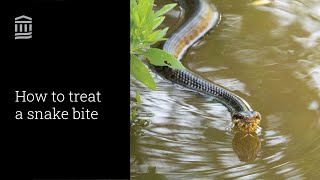 How To Treat A Snake Bite | In Case of Emergency | Mass General Brigham