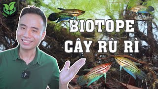 Trải nghiệm làm bể Biotope cây RÙ RÌ đảm bảo Ngon - Bổ - Rẻ