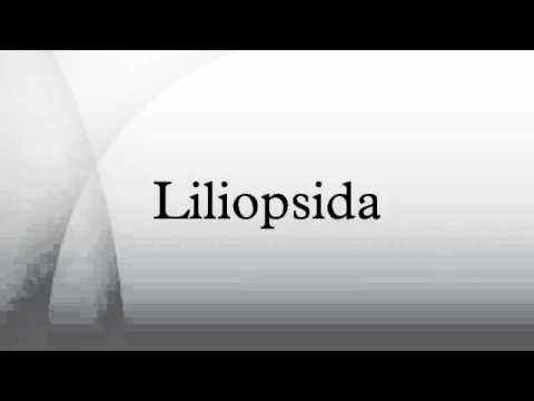 Liliopsida