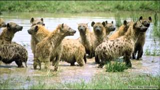 les claypool and the holy mackerel   delicate tendrils