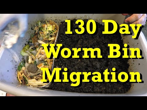 130-day worm bin after 100 days of feeding, plus 30 days of starving & now horizontal migration