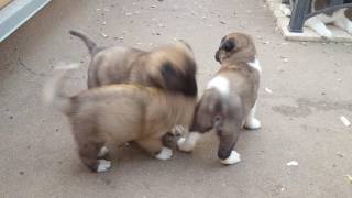 American Akita puppy power (2nd litter)  6 weeks old