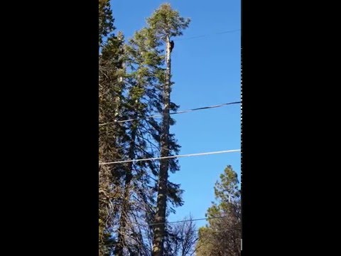 Topping a 130 foot white fir tree
