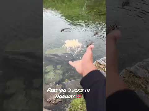 Feeding Ducks in Tromsø, Norway. 🇳🇴