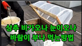 상추 비가오나 눈이오나 바람이부나 먹는방법! !상추효능 #상추재배 #상추키우기 #틀밭 #쿠바식틀밭