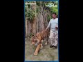 Tiger Attack Video Indian Man Attempts Selfie With Tiger In Thailand Attacked