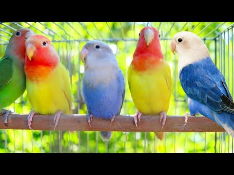 7 Hours of Lovebirds agapornis sounds