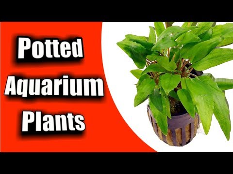 Simple Guide to Planting a *NEW* "Potted Aquarium Plant"