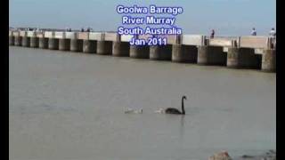 preview picture of video 'Gull takes food from Pelican's beak at Goolwa Barrage on the River Murray'