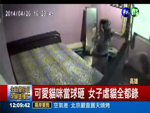 遷怒老闆愛貓 金吉拉慘遭"掄牆"