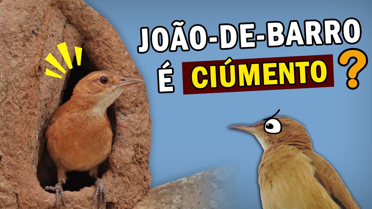 JOÃO-DE-BARRO: CASAL CONSTRÓI NINHO JUNTOS? Macho tranca a fêmea no ninho?