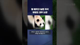 Download lagu 털 빠지고 목 눌린 자국…'푸바오 처우' 논란에 中 '사실 무근' #shorts / KBS mp3 Download lagu 털 빠지고 목 눌린 자국…'푸바오 처우' 논란에 中 '사실 무근' #shorts / KBS mp3