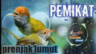 Download lagu suara burng prenjak lumut ribut mp3