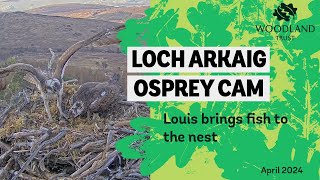 Louis brings fish to the nest - Loch Arkaig Osprey Cam