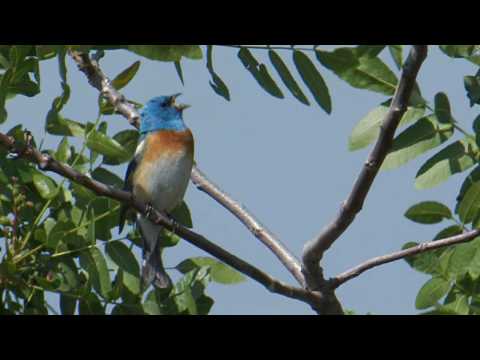 Pápežík pôvabný (Passerina amoena) — správanie, biotop a hlas
