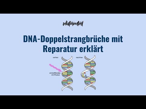 Was sind DNA-Doppelstrangbrüche? Reparatur durch Homologe und Nicht-Homologe Rekombination