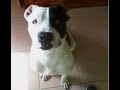 Crecimiento De Pitbull 20dias A 1año