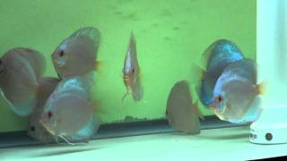 preview picture of video 'Blue Diamond Discus Fish  - Gwynnbrook Farm'