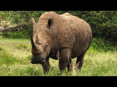 Is Taking Vitamins An Adequate Substitute For Eating Rhino Horns? Video
