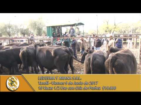 09-06-17 Venta de Vientres - Ledesma y Arana S.R.L. - Tandil