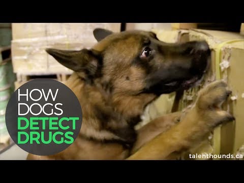 How Dogs Detect Drugs!