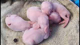 Download Lagu Cute Farm Animal : Four day old baby bunnies, rabbit, cat, dog, chicken Thumbnail