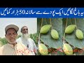 Hareer Farming In Punjab Pakistan One Plant Fruit 50 Thousand Income For Annual Best Farming In P