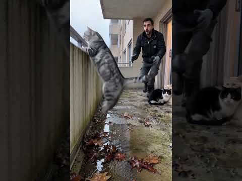 😱 This High-Rise Balcony Was No Place for Five Cats