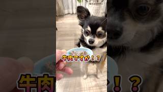 犬、牛肉を食べる。  #犬との暮らし #chihuahua #dog #チワワ #癒し
