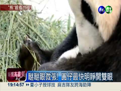 全民矚"目"! 瞇瞇眼圓仔睡相萌