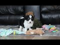 Aussiedoodle dogs for sale: Otto - Video 1