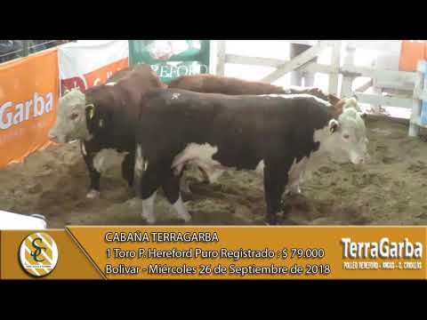 26-09-18 Venta de Toros P. Hereford P.R. - Cabaña TerraGarba - Bolivar