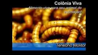 preview picture of video 'Colônia Viva - Tenébrio Molitor'