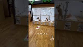 ペットショップで二匹のワンちゃんがシンクロしてた　#tiktok  #犬