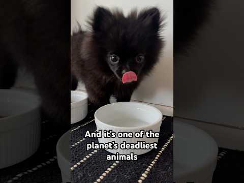 Have you seen the Fur Goblin 🐶👹🤣