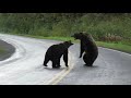 Epic Grizzly Bear Fight