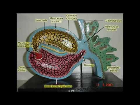 Organogênese Humana