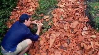 Les bonbons / Arthur Simony / 2015