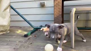 Video preview image #1 American Staffordshire Terrier-Unknown Mix Puppy For Sale in Holly Springs, NC, USA